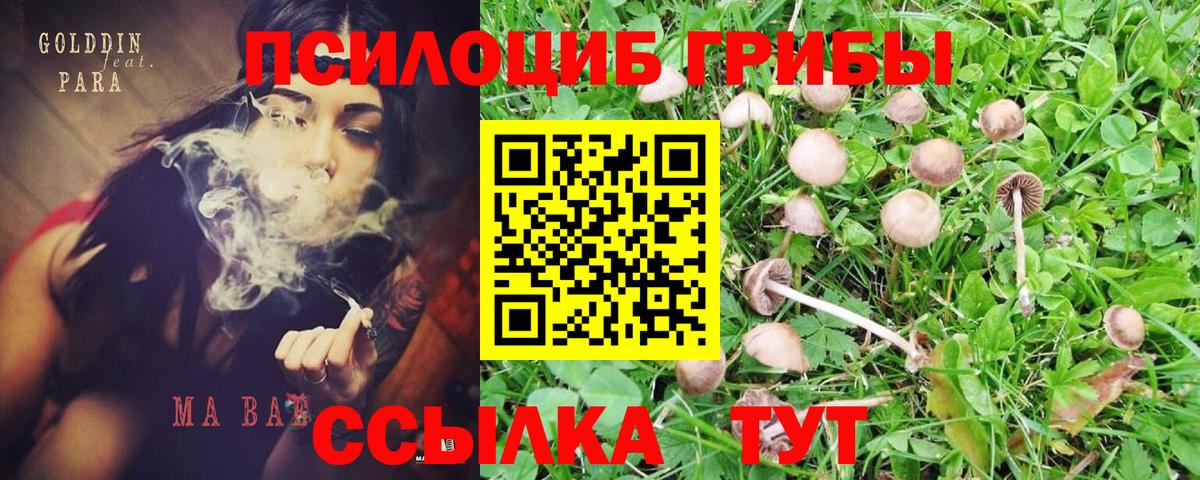 Вольск  сколько стоит  Вход с VPN  Псилоцибиновые грибы MAGIC MUSHROOMS  Псилоцибиновые грибы MAGIC MUSHROOMS 